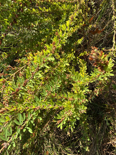 Chinese bushclover