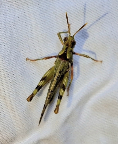 Creosote Bush Grasshopper