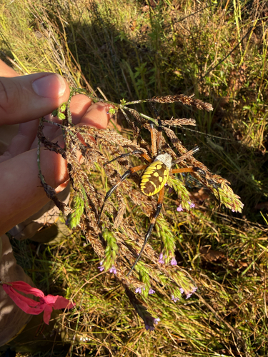 Yellow Garden Spider
