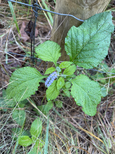 Indian Heliotrope