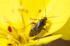 Plagiognathus verticalis