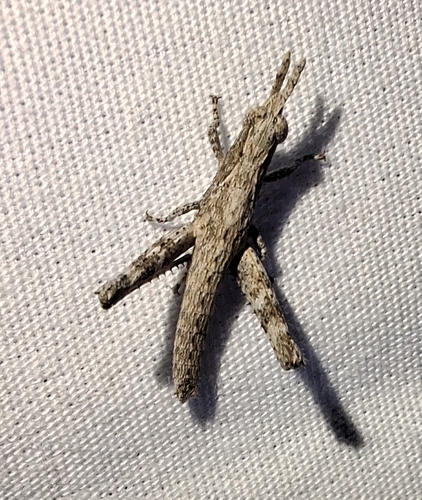 Clematodes larreae