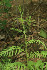 Saussurea odontolepis