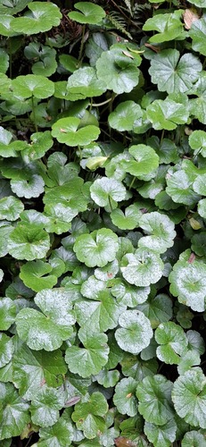 Hydrocotyle pedicellosa observed 2026-10-01