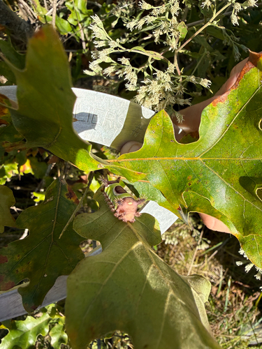 Saddleback Caterpillar Moth