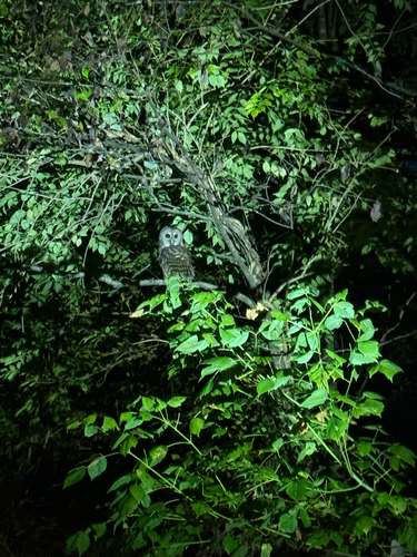 Barred Owl