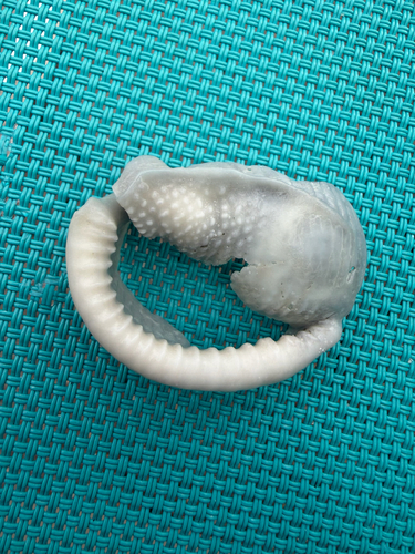 Phalium granulatum granulatum, 2026-10-07