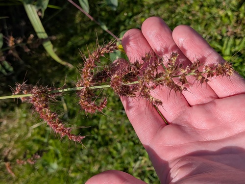 Echinochloa muricata observed 2026-09-26