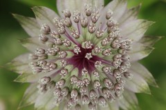 Astrantia major