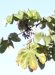 Thraupis palmarum