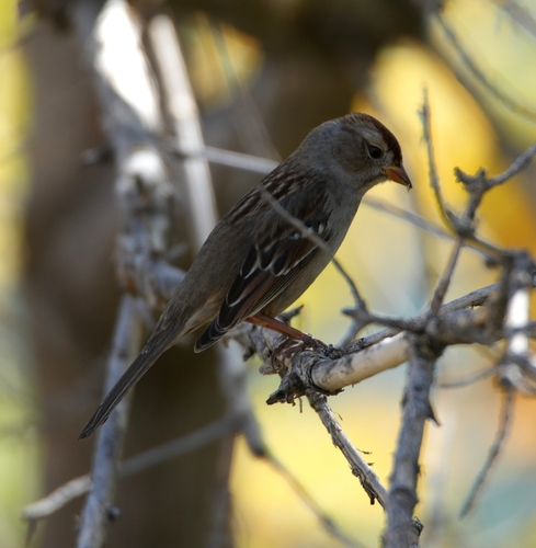 White-crowned Sparrow
