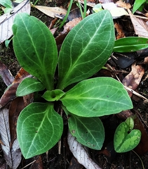 Swertia shintenensis