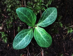 Swertia shintenensis