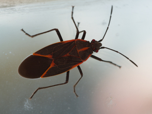 Eastern Boxelder Bug