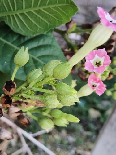 Nicotiana tabacum observed 2026-10-06