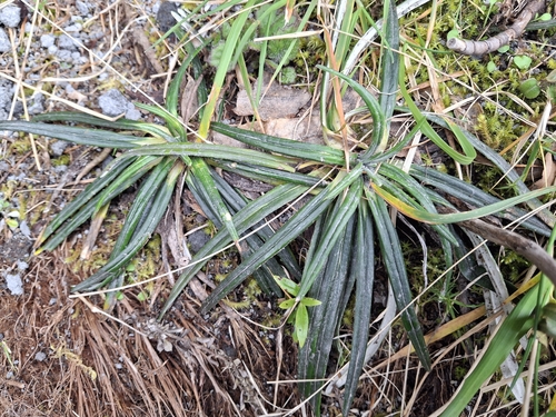 Celmisia major, 2026-10-08