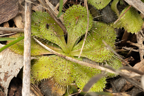 Drosera aberrans