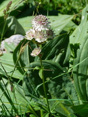 Astrantia major