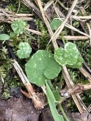 Hydrocotyle sibthorpioides observed 2026-10-07