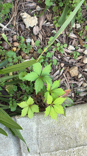 Virginia creeper