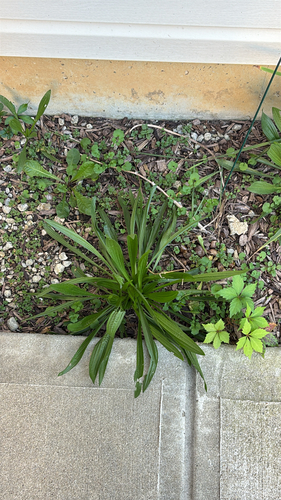 ribwort plantain
