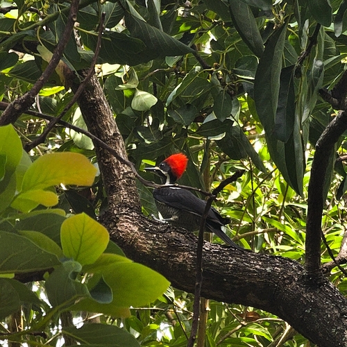 Lineated Woodpecker