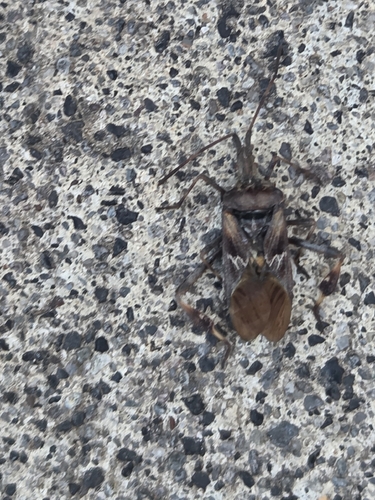 Western Conifer Seed Bug
