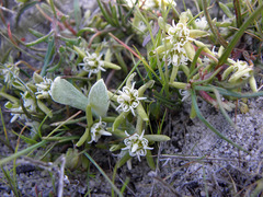 Eustegia minuta
