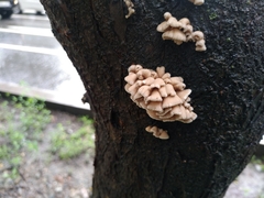 Schizophyllum commune