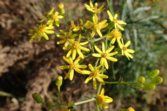 Senecio polyanthemoides