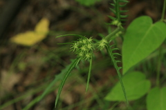 Saussurea odontolepis