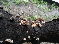 Schizophyllum commune