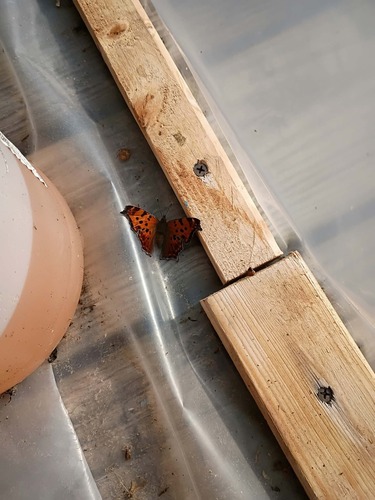 Eastern Comma