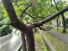 Schizophyllum commune