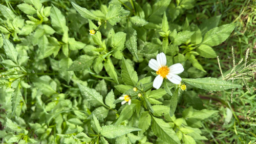 Bidens alba observed 2026-10-05