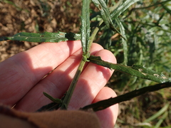 Senecio polyanthemoides