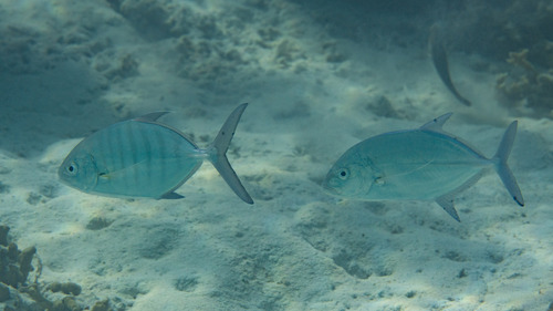 Carangoides ferdau observed 2026-09-19