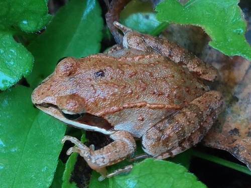 Wood Frog