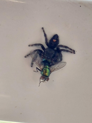 Bold Jumping Spider