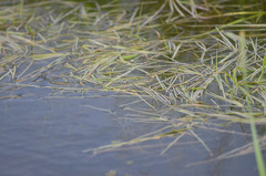 Sparganium angustifolium