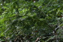 Taxus wallichiana