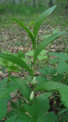 Polygonatum humile