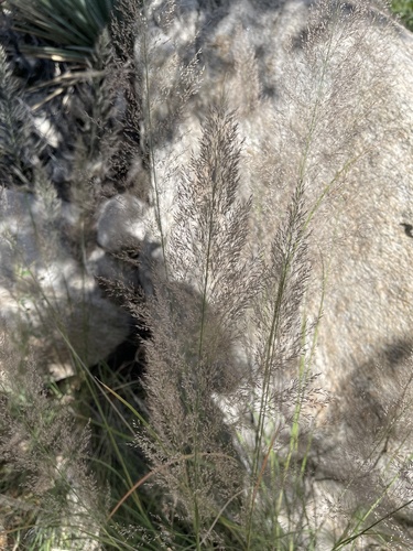 Muhlenbergia emersleyi, 2026-10-07