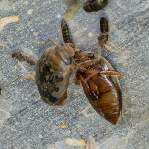 Laccophilus fasciatus terminalis