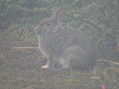 Sylvilagus andinus