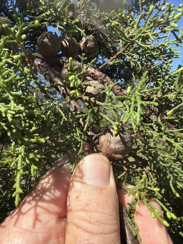 Cupressus goveniana, 2026-10-07