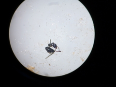 Technomyrmex jocosus