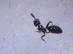 Technomyrmex jocosus