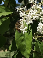 Apis mellifera