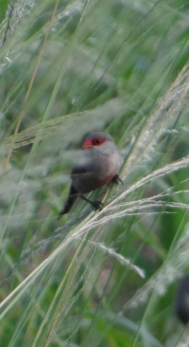 Common Waxbill